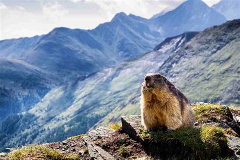  La storia della Marmotta e il suo eterno inverno: Un viaggio nella saggezza popolare russa?