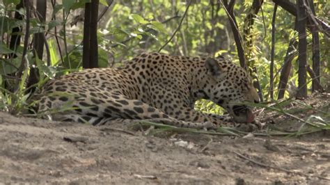  The Jaguar Woman - Una Leggenda Brasiliana Che Esplora il Conflitto Tra Umanità e Natura!