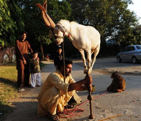 The Naughty Goat - Una storia pakistana sul perdono e sulla lealtà animalesca!